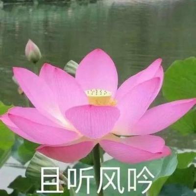 青海“河南蒙旗”：“最大规模苏和泽服饰展演”获WRCA认证